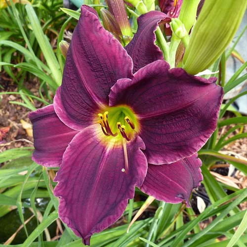 Лилейник Грэйп Вельвет артикул фото 1 Лилейник Грэйп Вельвет изображение 1 артикул 68700