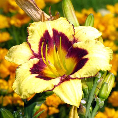 Лилейник Калико Джек артикул фото 1 Лилейник Калико Джек изображение 1 артикул 76267