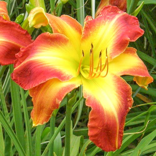 Лилейник Кристмас Из артикул фото 1 Лилейник Кристмас Из изображение 1 артикул 68699