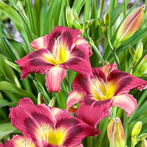 Лилейник Мэджик Дансер артикул фото 1 Лилейник Мэджик Дансер изображение 1 артикул 61020