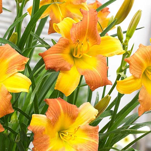 Лилейник Панч Йеллоу изображение 1 артикул 61028