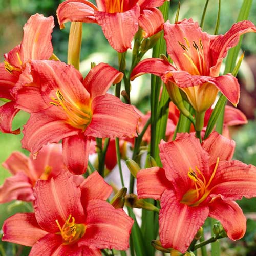 Лилейник Пинк Дамаск артикул фото 1 Лилейник Пинк Дамаск изображение 1 артикул 68701