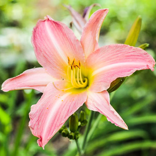 Лилейник Пинк изображение 1 артикул 76456