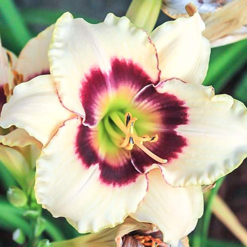 Лилейник Распберри Кэнди артикул фото 1 Лилейник Распберри Кэнди изображение 1 артикул 68695