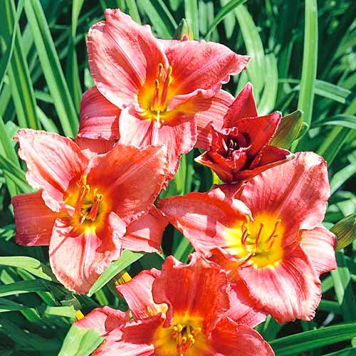 Лилейник Роузи Ритернз артикул фото 1 Лилейник Роузи Ритернз изображение 1 артикул 61022