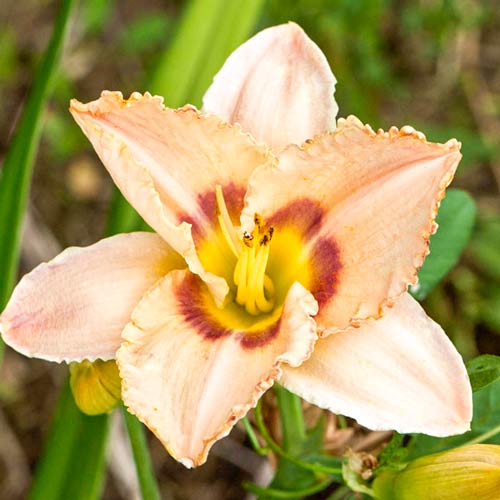 Лилейник Роял Голд артикул фото 1 Лилейник Роял Голд изображение 1 артикул 68696