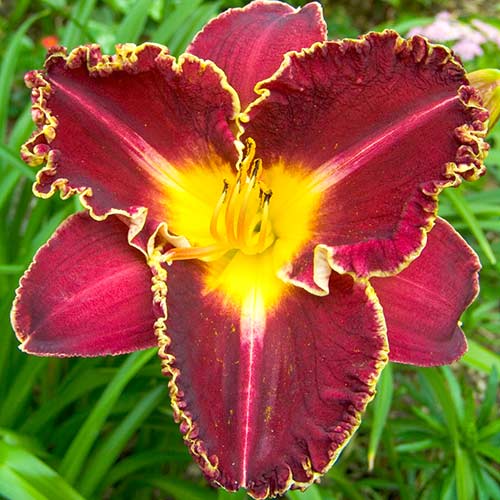 Лилейник Сторм оф зе Сенчури артикул фото 1 Лилейник Сторм оф зе Сенчури изображение 1 артикул 76540