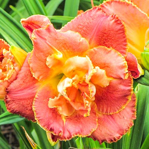 Лилейник Сюзан Питчард Петит артикул фото 1 Лилейник Сюзан Питчард Петит изображение 1 артикул 76541