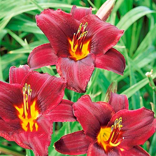 Лилейник Свит Хот Чоколат артикул фото 1 Лилейник Свит Хот Чоколат изображение 1 артикул 61023