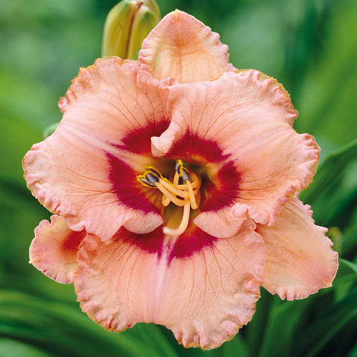 Лилейник Тру Грит артикул фото 1 Лилейник Тру Грит изображение 1 артикул 76272