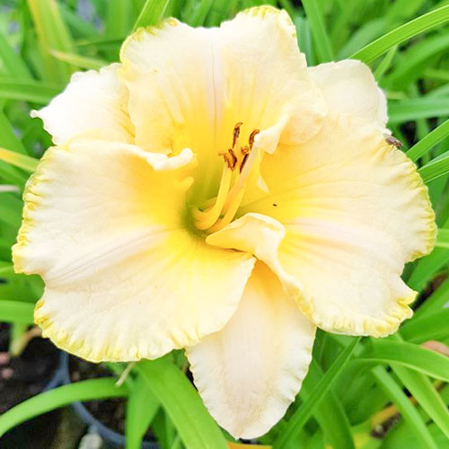 Лилейник Вилла Ванилла артикул фото 1 Лилейник Вилла Ванилла изображение 1 артикул 61016