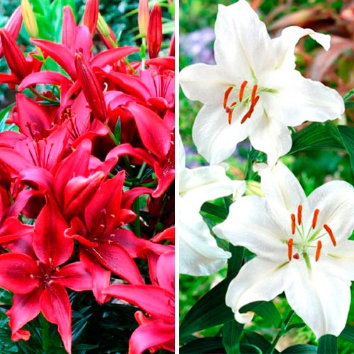 Суперпредложение! Лилии "Черное и белое" изображение 1 артикул 4764_1