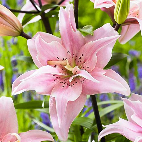 Лилия азиатская Дабл Элоди изображение 1 артикул 67388