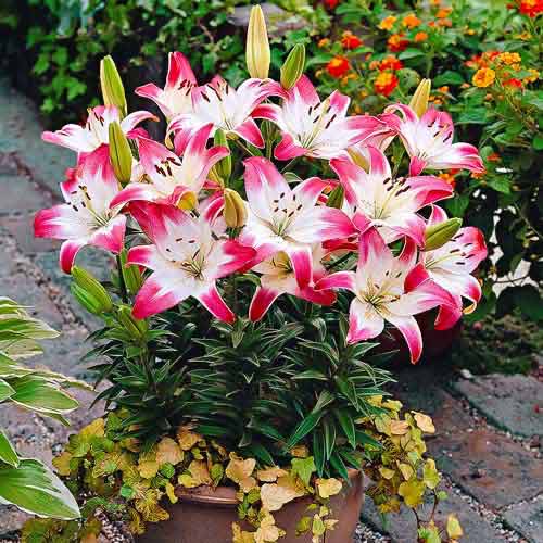 Лилия азиатская Лоллипоп изображение 1 артикул 76470