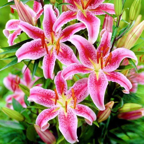 Лилия Меро Стар артикул фото 1 Лилия Меро Стар изображение 1 артикул 4795_1