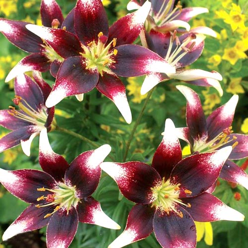 Лилия  Пурпл Харт артикул фото 1 Лилия  Пурпл Харт изображение 1 артикул 4777_1