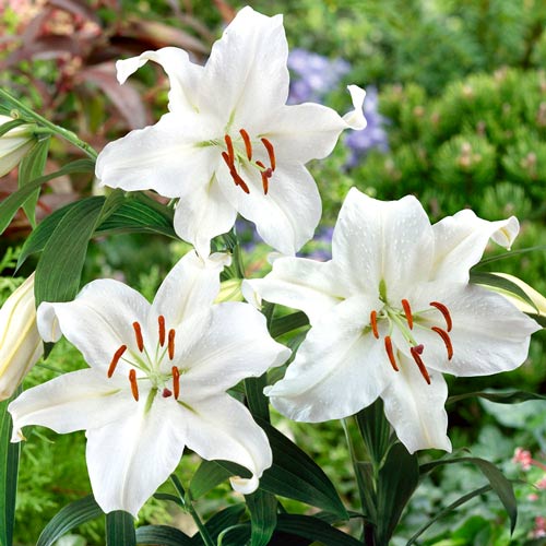 Лилия Сантандер изображение 1 артикул 4790_1