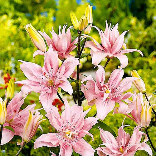 Лилия Афродита изображение 1 артикул 61076