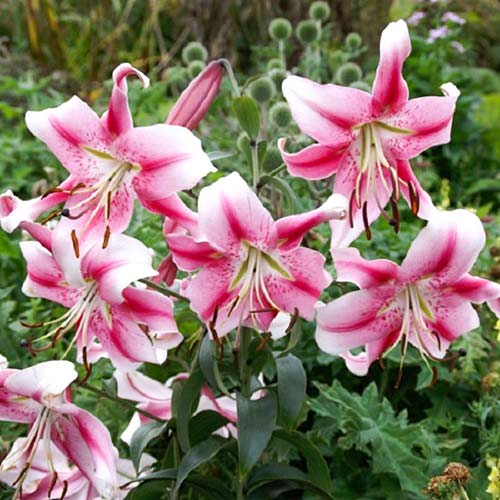 Лилия Анастасия изображение 2 артикул 61056