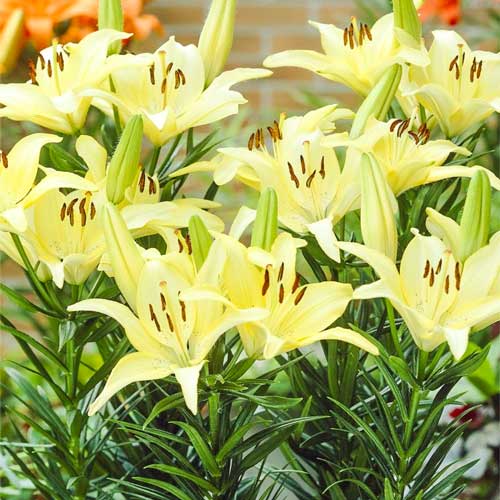 Лилия азиатская Айвори Пикси артикул фото 1 Лилия азиатская Айвори Пикси изображение 1 артикул 68926