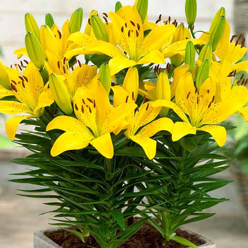 Лилия азиатская Брайт Пикси изображение 1 артикул 68927