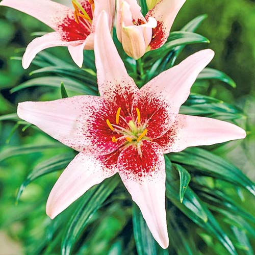 Лилия азиатская Дот Ком артикул фото 1 Лилия азиатская Дот Ком изображение 1 артикул 76545