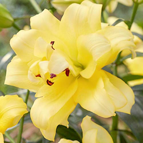 Лилия азиатская Экзотик Сан артикул фото 1 Лилия азиатская Экзотик Сан изображение 1 артикул 70429