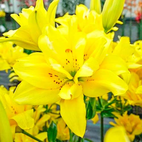 Лилия азиатская Фата Моргана артикул фото 1 Лилия азиатская Фата Моргана изображение 1 артикул 70430