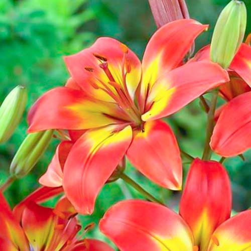 Лилия азиатская Форевер Линда артикул фото 1 Лилия азиатская Форевер Линда изображение 1 артикул 70431