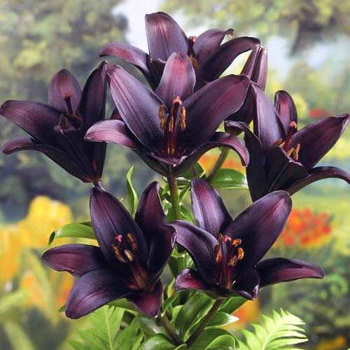 Лилия азиатская Ландини артикул фото 1 Лилия азиатская Ландини изображение 1 артикул 76116