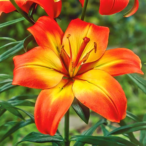 Лилия азиатская Линда артикул фото 1 Лилия азиатская Линда изображение 1 артикул 68930