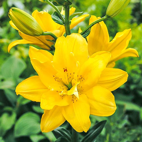 Лилия азиатская махровая Фата Моргана изображение 1 артикул 76115