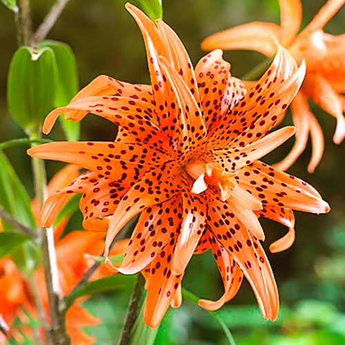 Лилия азиатская махровая Флоре Плено артикул фото 1 Лилия азиатская махровая Флоре Плено изображение 1 артикул 68936