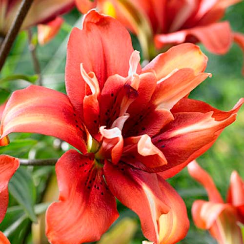 Лилия азиатская махровая Коктейль Твинс изображение 1 артикул 76111