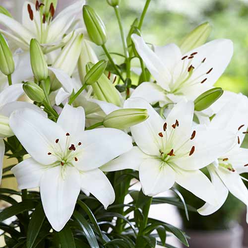 Лилия азиатская Навона изображение 1 артикул 70211