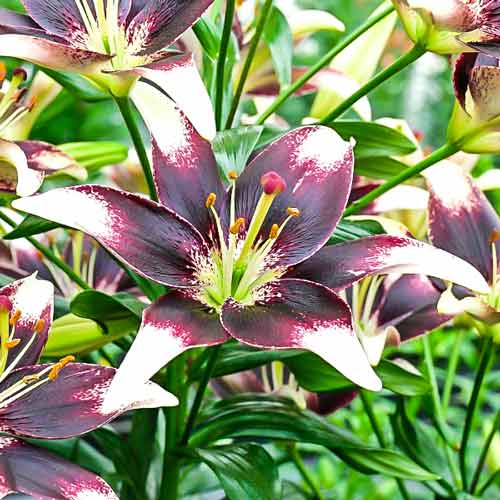 Лилия азиатская Неттис Прайд изображение 1 артикул 68937