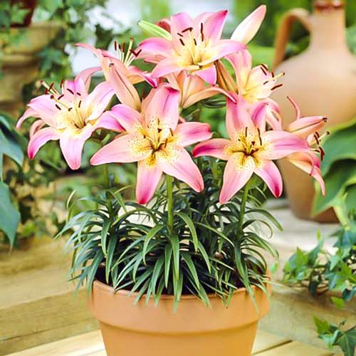 Лилия азиатская Пинк Пикси артикул фото 1 Лилия азиатская Пинк Пикси изображение 1 артикул 68928