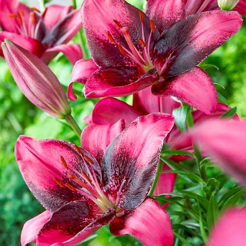 Лилия азиатская Пурпл Ай артикул фото 1 Лилия азиатская Пурпл Ай изображение 1 артикул 76118