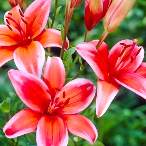 Лилия азиатская Ред Электрик артикул фото 1 Лилия азиатская Ред Электрик изображение 1 артикул 76321