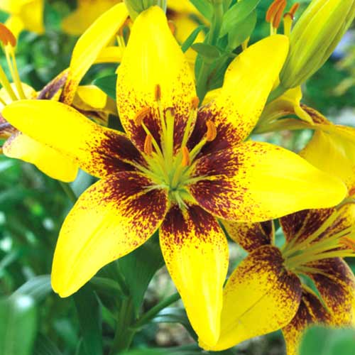 Лилия азиатская Йеллоу Пиксель артикул фото 1 Лилия азиатская Йеллоу Пиксель изображение 1 артикул 70275