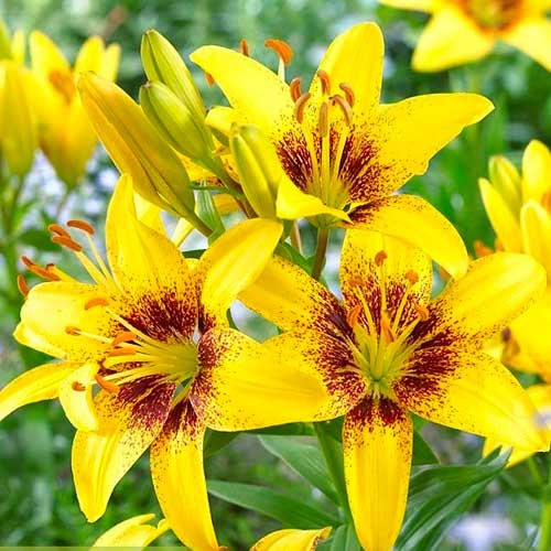 Лилия азиатская Йеллоу Пикселс изображение 1 артикул 70470