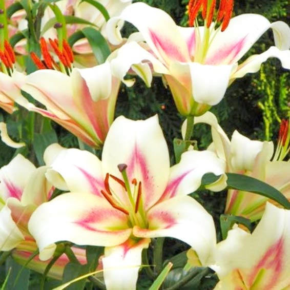 Лилия Бонбини артикул фото 1 Лилия Бонбини изображение 1 артикул 61060