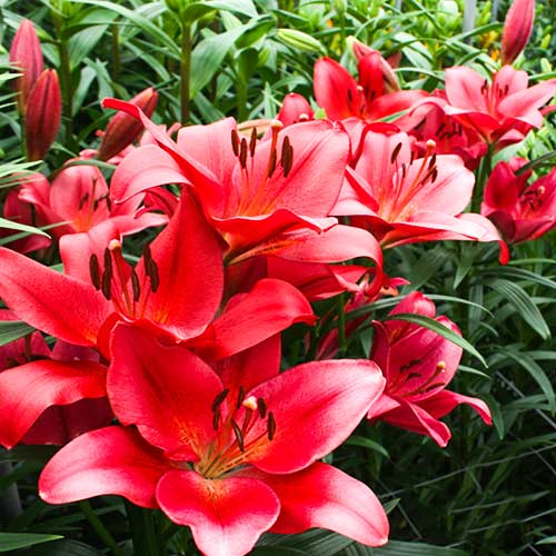 Лилия Боррелло изображение 1 артикул 61061