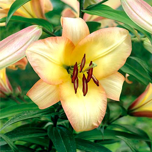 Лилия (ОТ-гибрид) Буги Вуги изображение 1 артикул 70423