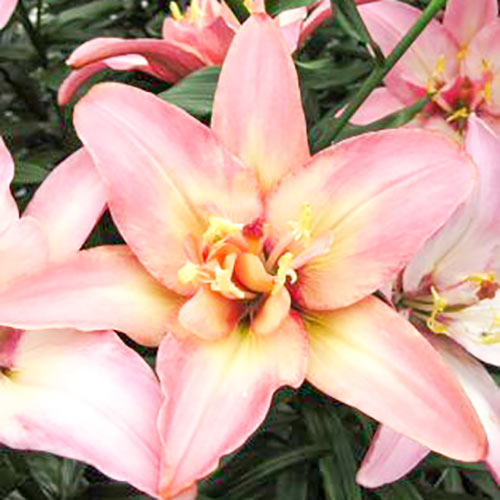 Лилия Дабл Трабл изображение 1 артикул 61079