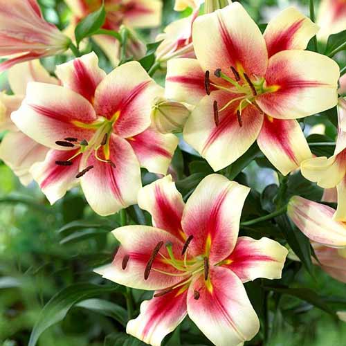 Лилия-дерево Албани изображение 1 артикул 70232