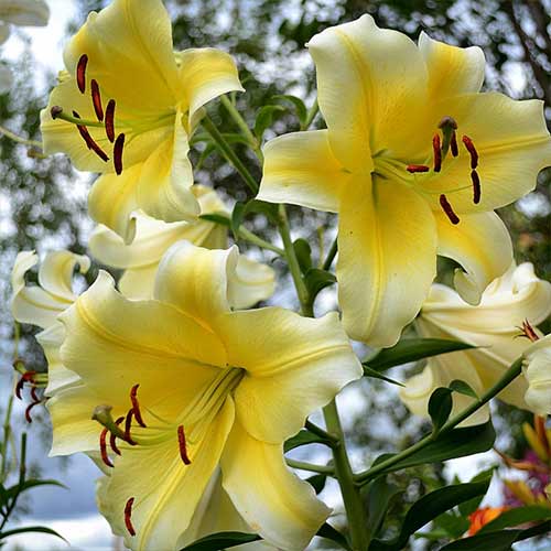 Лилия-дерево Манисса изображение 1 артикул 70276