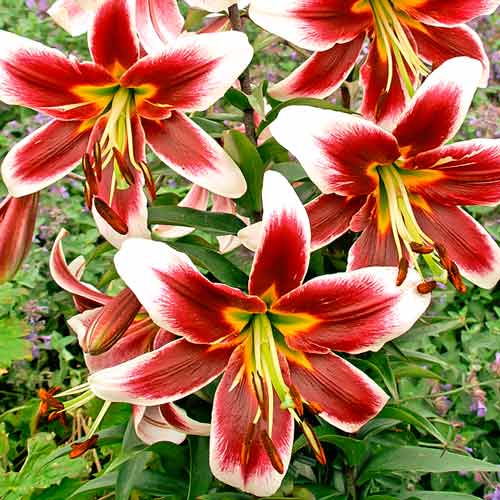 Лилия-дерево Мисс Лили изображение 1 артикул 68950