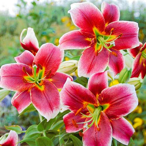 Лилия-дерево Мистер Джоб изображение 1 артикул 68951