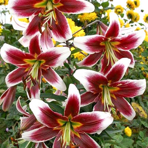 Лилия Джудит Саффинья артикул фото 1 Лилия Джудит Саффинья изображение 1 артикул 61063